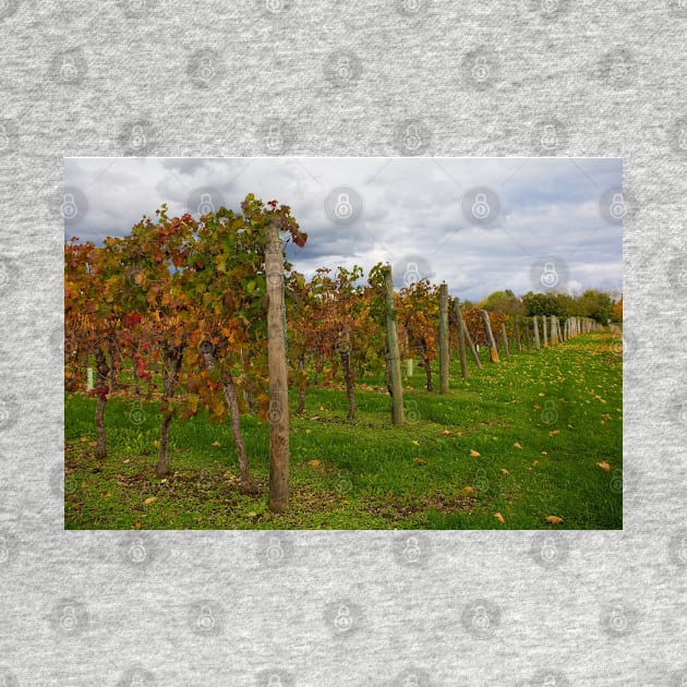 Autumn Grape Vines in North East Italy by jojobob